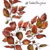 Take-a-little-thyme Experience Thyme Thyme Gift Voucher